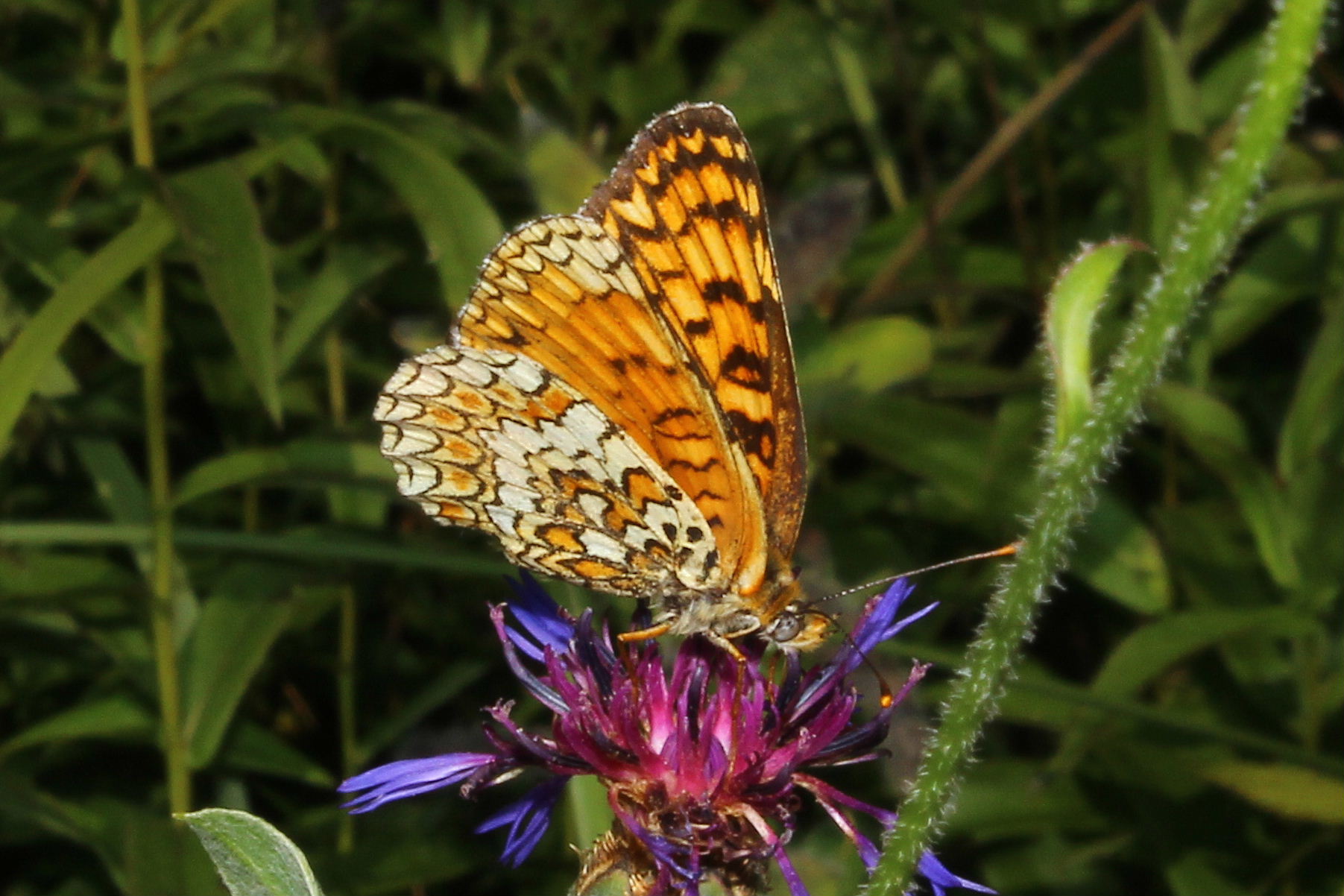 Melitaea ?? da determinare